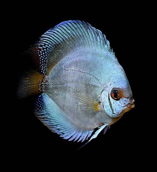 Colorful Tropical Fish Symphysodon Discus Spieces — Stock Photo, Image