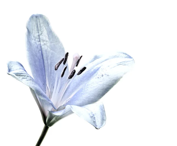 Zbliżenie Piękny Kwiat Lilii — Zdjęcie stockowe