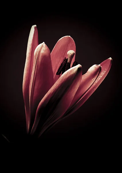 Κλείσιμο Ενός Όμορφου Λουλουδιού Κρίνου — Φωτογραφία Αρχείου