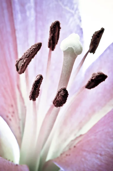 Rosa Lilienblüte — Stockfoto