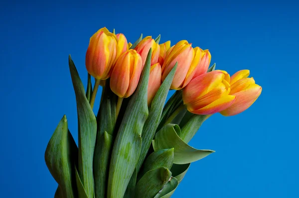 Bunte frische Tulpen — Stockfoto