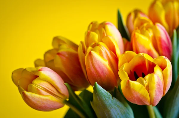 Tulipani freschi colorati — Foto Stock