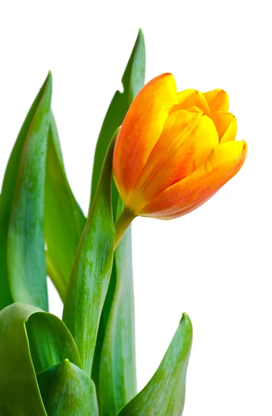 Tulipa fresca colorida — Fotografia de Stock