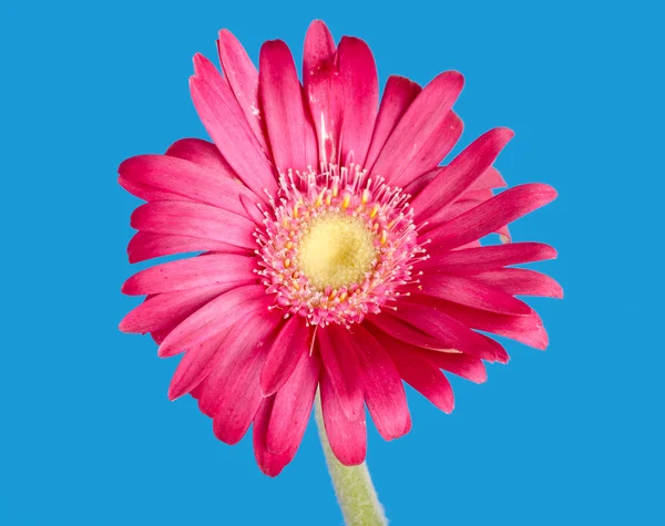 Flor de germini colorida — Foto de Stock