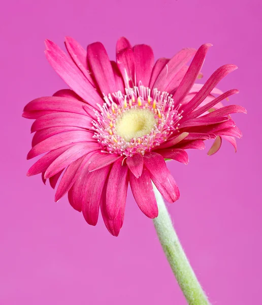 Renkli germini çiçek — Stok fotoğraf