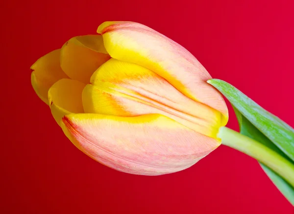 Tulipano fresco colorato — Foto Stock