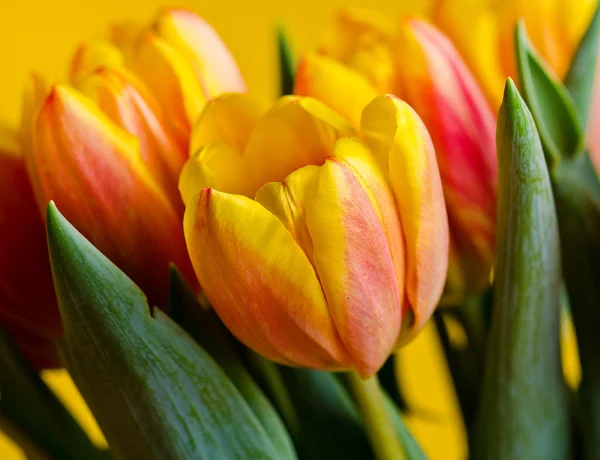 Coloridos tulipanes frescos —  Fotos de Stock