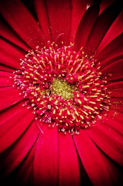 Germini kolorowy kwiat — Zdjęcie stockowe