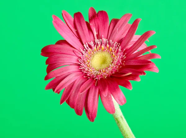 Barevné germini květ — Stock fotografie