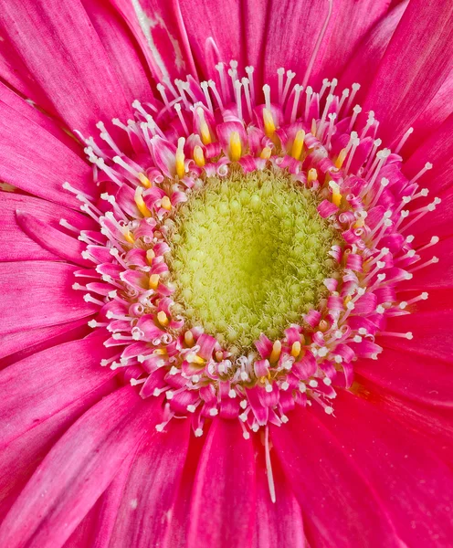 Flor de germini colorida — Fotografia de Stock