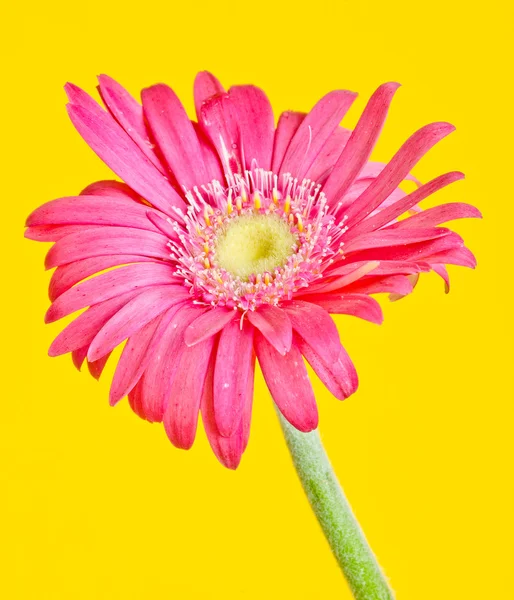 Színes germini virág — Stock Fotó