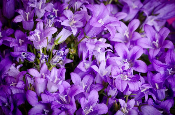 stock image Blue bellflowers