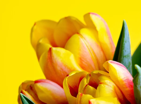Colorful fresh tulips — Stock Photo, Image