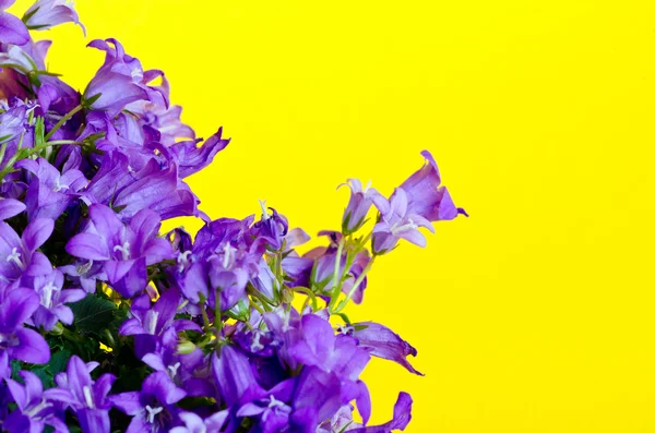 Mavi bellflowers — Stok fotoğraf
