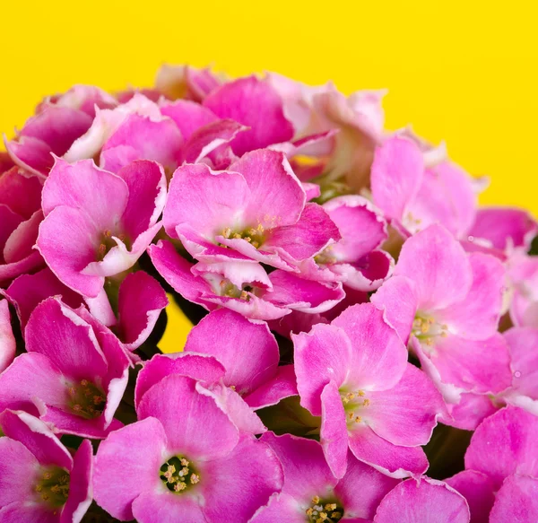 Fiore rosa — Foto Stock