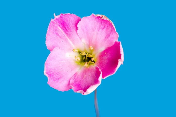 Flor rosa —  Fotos de Stock