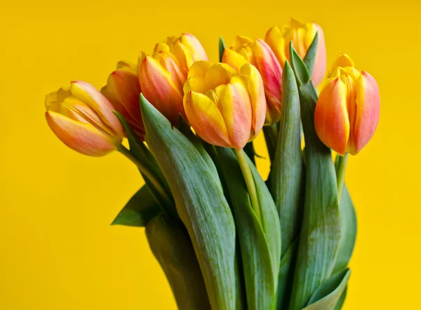 Színes friss tulipán — Stock Fotó