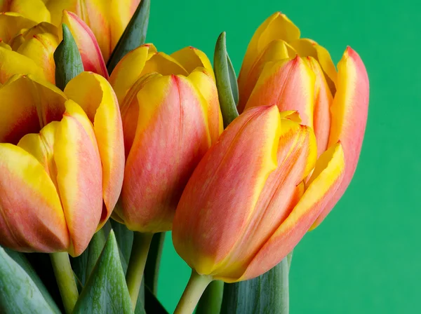 Barevné čerstvý tulipány — Stock fotografie