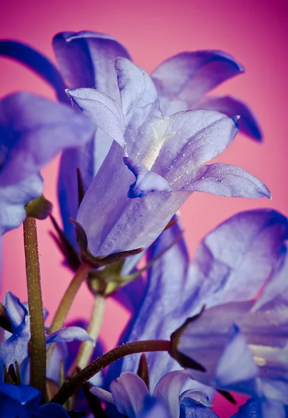 Kék bellflowers — Stock Fotó