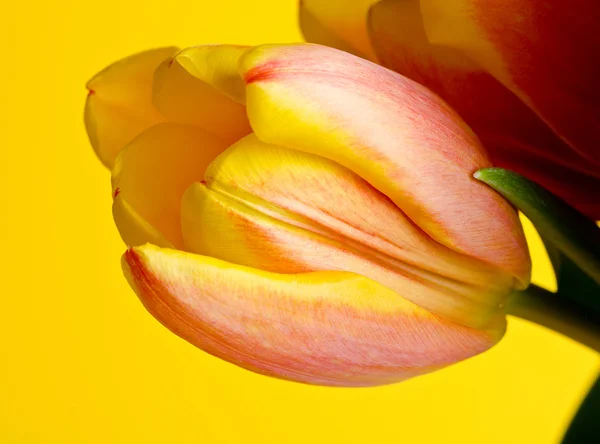 Colorful fresh tulips — Stock Photo, Image