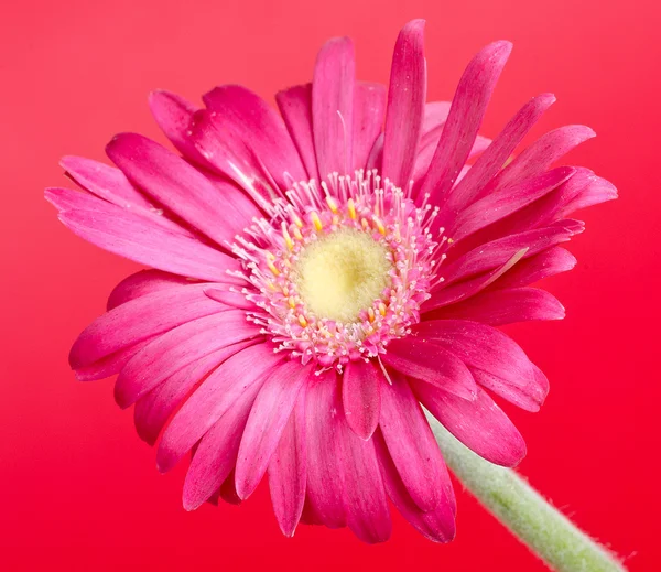 Colorful germini flower — Stock Photo, Image