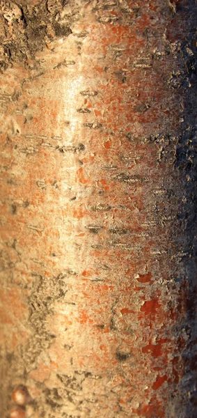 Rowan tree bark — Stock Photo, Image