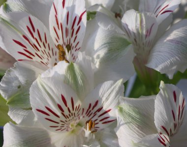 alstroemeria