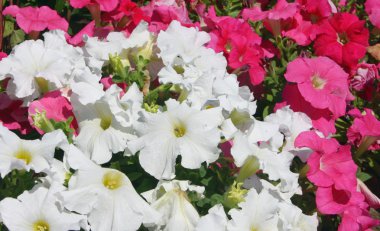 Petunia, arka plan