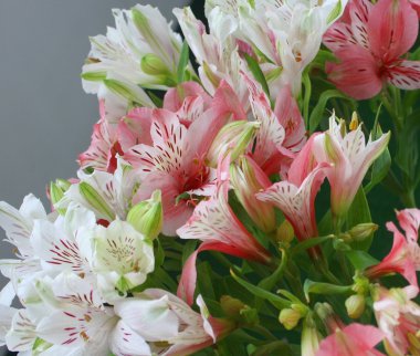 bir buket alstroemeria