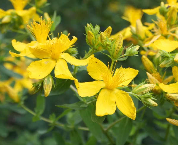 Желтые луговые цветы — стоковое фото