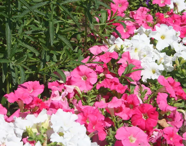 Cama de flores — Fotografia de Stock
