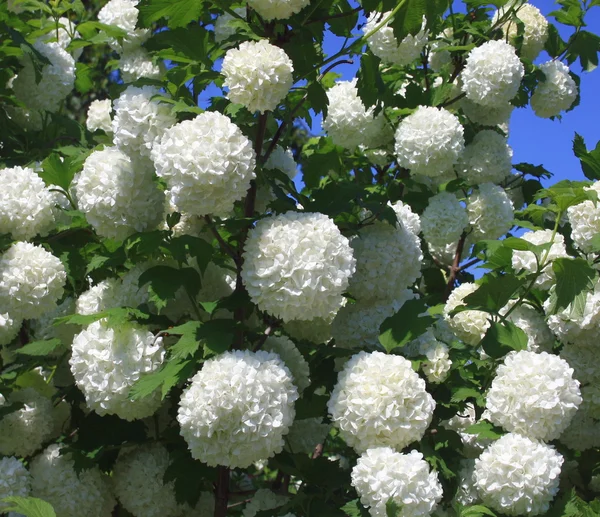 stock image Ornamental shrub