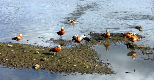 Pato naranja en un estanque — Foto de Stock