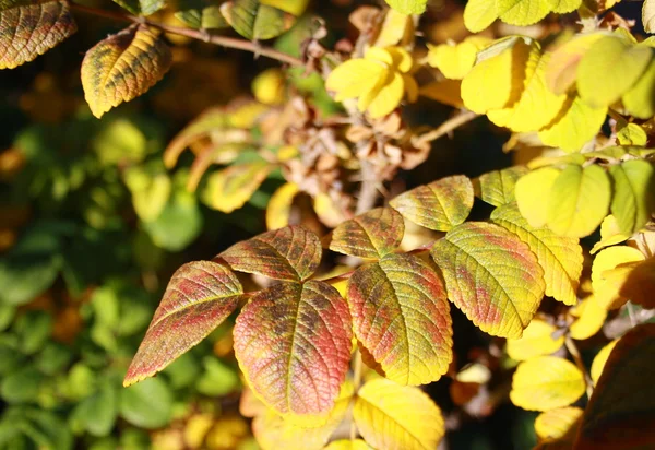 stock image Colored leaves