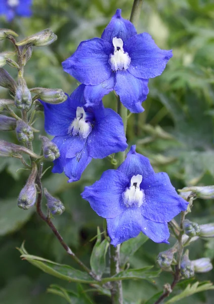 stock image Bellflowers