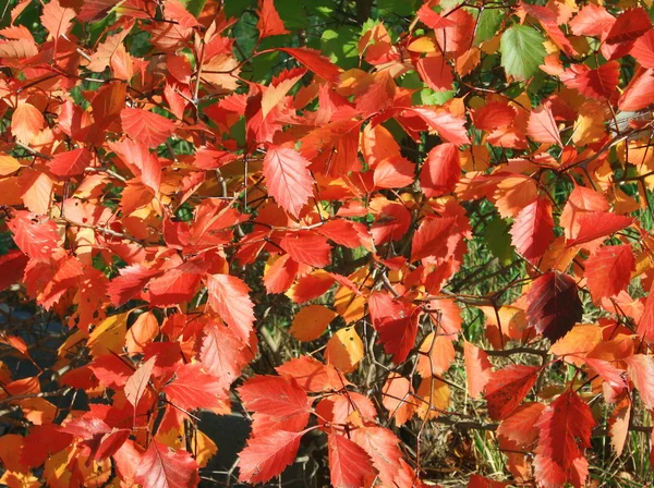 stock image Red autumn leaf flame