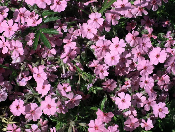 Um monte de flores roxas — Fotografia de Stock