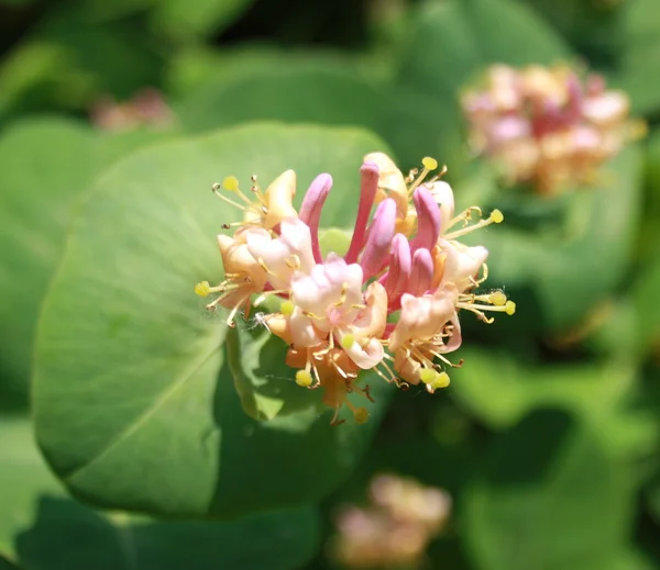 stock image Pink bud, yellow, many, inflorescence