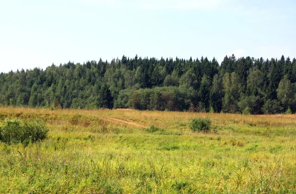 Gräs Skog Sommar — Stockfoto