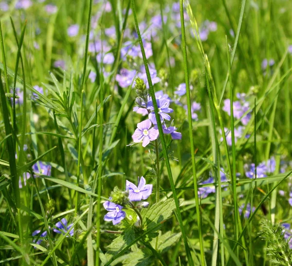 stock image Meadow, green, small, tall grass