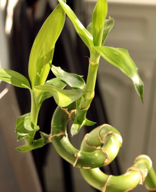 Dracaena, şube, bükülmüş, spiral, yaprakları