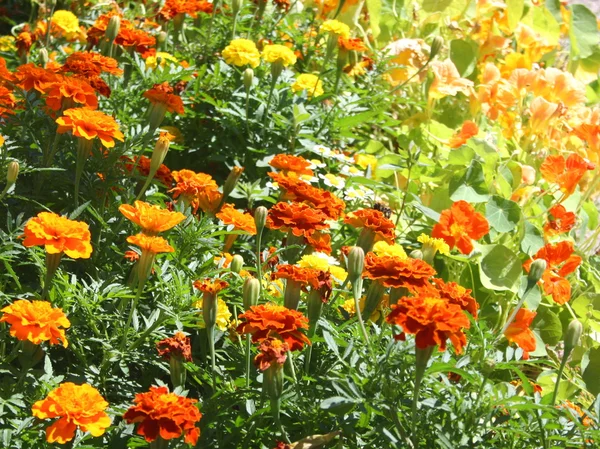 Flores naranjas — Foto de Stock