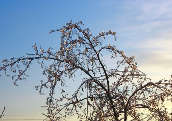 Pflanze Eis Winter Frost — Stockfoto