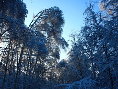 Ağaçları çok büyüten, kadar yamaç, kar, buz, frost