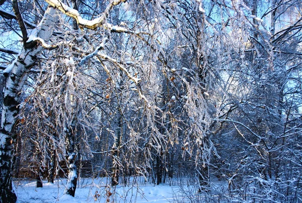 Zimowa opowieść — Zdjęcie stockowe