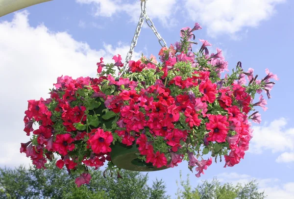 stock image Is suspended, bright, petunia