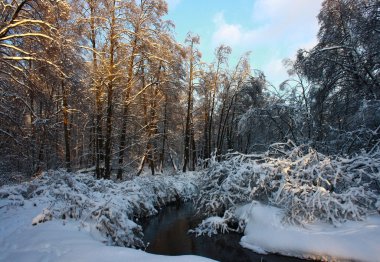 gli alberi, molta neve, streaming