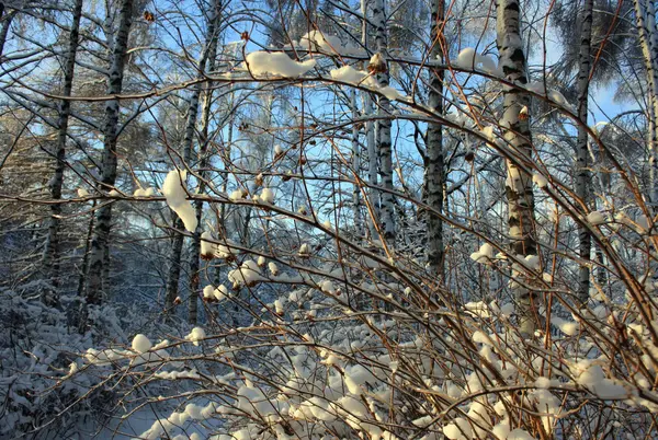 Bäume Viel Schnee Frost Kälte — Stockfoto