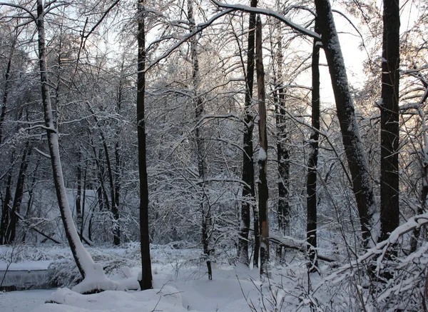 Träden Mycket Snö Frost Kallt — Stockfoto