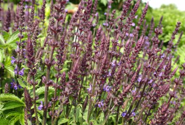 The stalks are long, purple, many blooms clipart